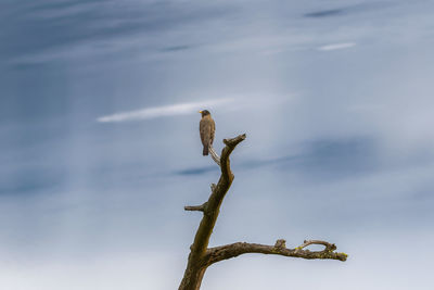 Low angle view of eagle perching on branch against sky