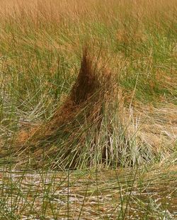 Plants growing on grassy field