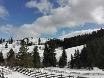 Panoramic view of trees on snow covered landscape