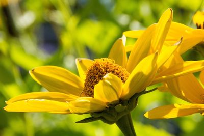 Close-up of yellow lily blooming in park