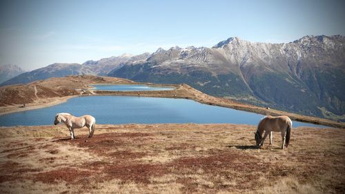 Horses in a horse