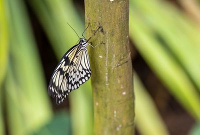 Close-up of butterfly on leaf