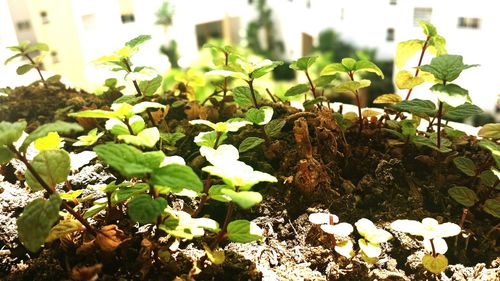 Close-up of plants growing outdoors