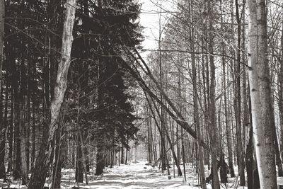 Road passing through forest