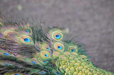 Close-up of peacock feathers