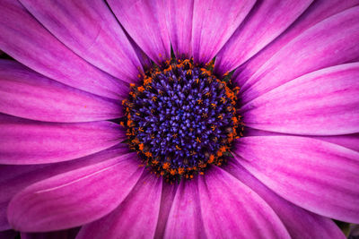 Macro shot of purple flower