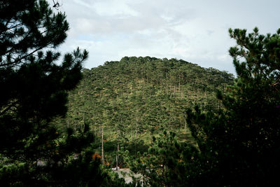 Trees growing on field against sky