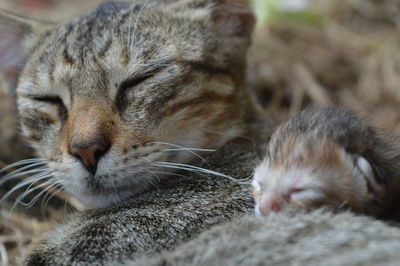 Close-up of cat with infant outdoors