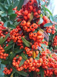 Close-up of cherries on tree