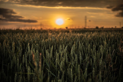 Crops growing on field against sky during sunset