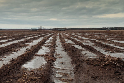 Scenic view of agricultural field against sky