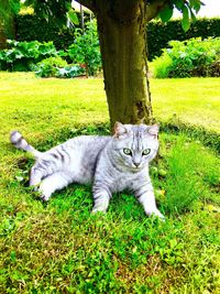 Portrait of cat lying on grass