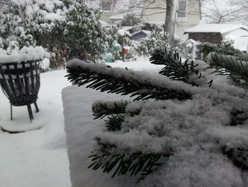Close-up of christmas tree during winter