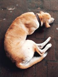 High angle view of dog sleeping on footpath