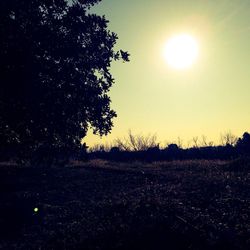 Sun shining through trees