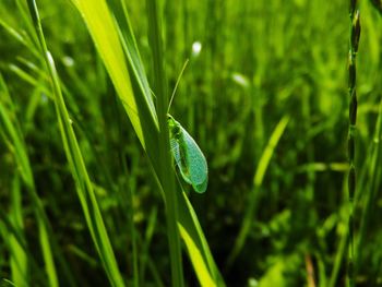 Close-up of grass growing on field