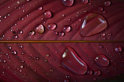 Full frame shot of water drops on leaf