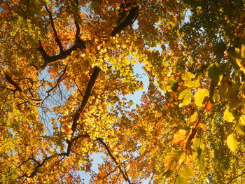 Low angle view of trees