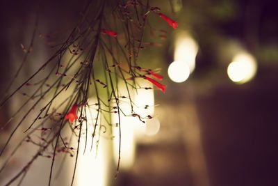 Close-up of christmas decoration hanging on tree