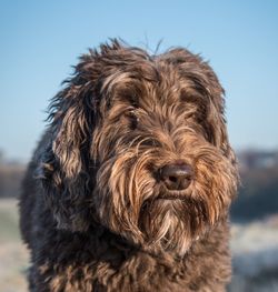 Close-up portrait of dog