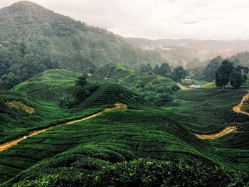 Scenic view of agricultural field