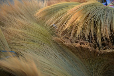 Close-up of grass