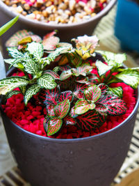 High angle view of potted plant