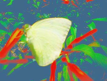 Close-up of butterfly on flower