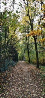 Footpath amidst trees in forest during autumn