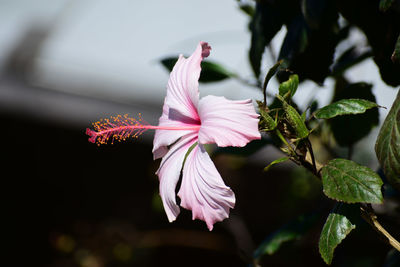 Close-up of pink flowering plant