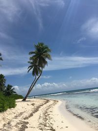 Palm trees on beach against sky