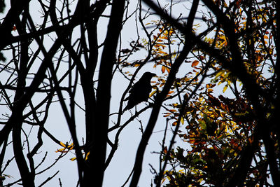 Low angle view of bird perching on tree