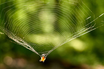 Close-up of spider on web