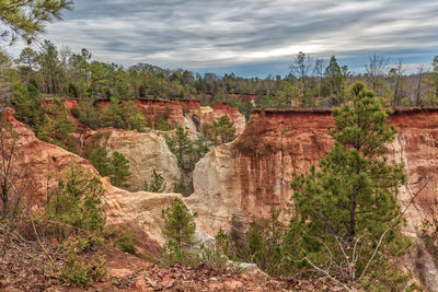 View of trees on rock