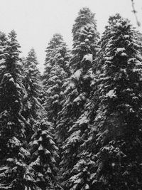 Low angle view of pine trees in forest during winter