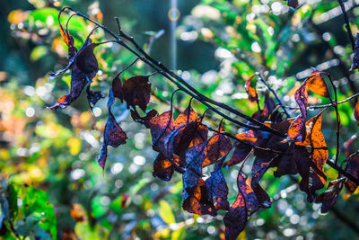 Close-up of berries growing on tree