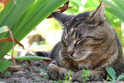 Close-up of a cat