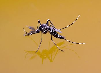Close-up of insect against gray background