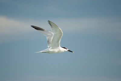 Wings up while sandwich tern flies right with blue sky in background