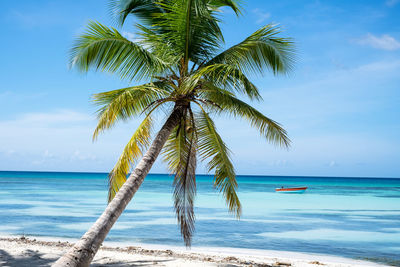 Palm tree by sea against sky