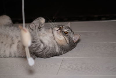 Close-up portrait of british shorthair cat 