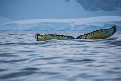 Close-up of turtle swimming in river