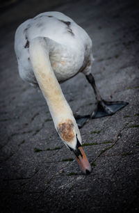 High angle view of bird on street