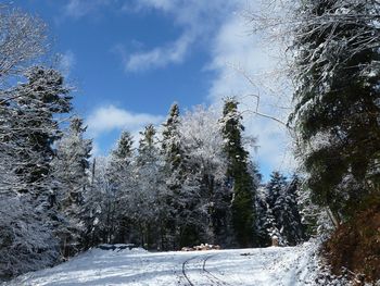 Snow covered trees in forest against sky