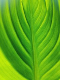 Macro shot of leaf