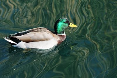 Duck swimming in lake