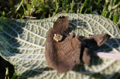 Close-up of mushroom on plant