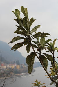 Close-up of plant against clear sky