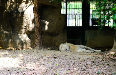 White lion sitting on field