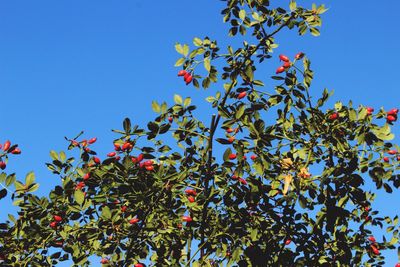 Low angle view of flowering plants against blue sky